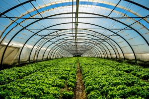 Greenhouse for the cultivation of salad