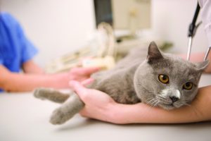 Cat at veterinarian