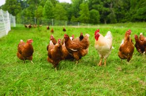 pasture raised chickens