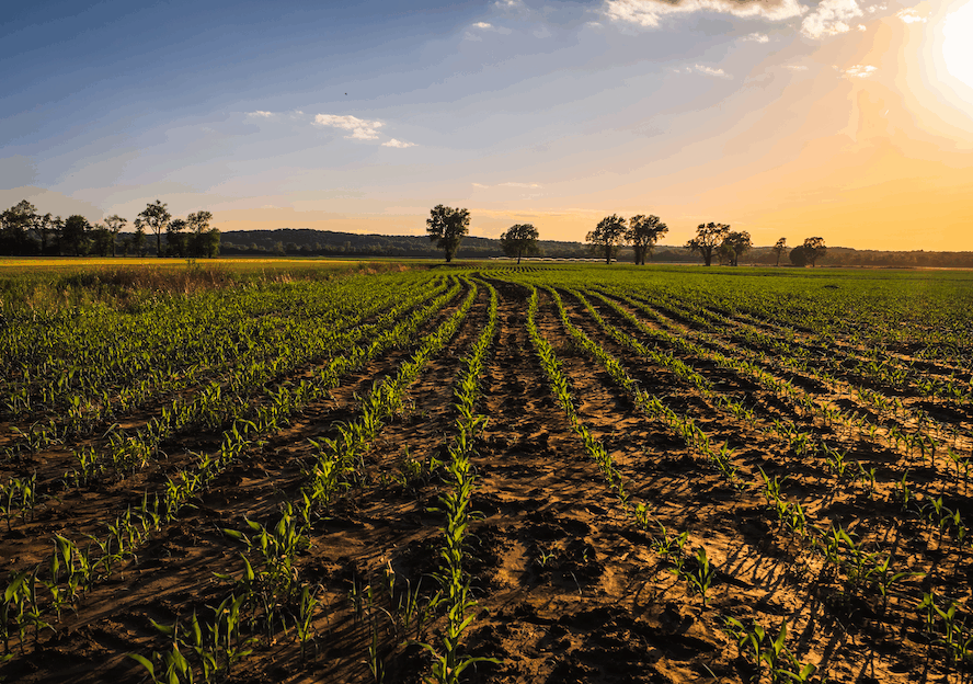 Missouri Corn & Soybeans: Powering Food, Fuel, and Innovation
