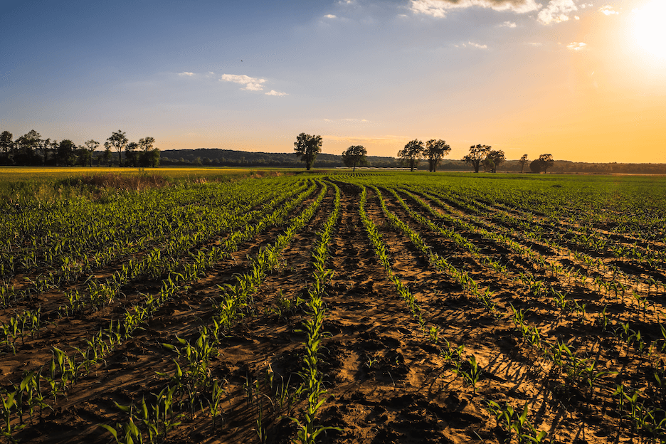 Missouri Corn & Soybeans: Powering Food, Fuel, and Innovation
